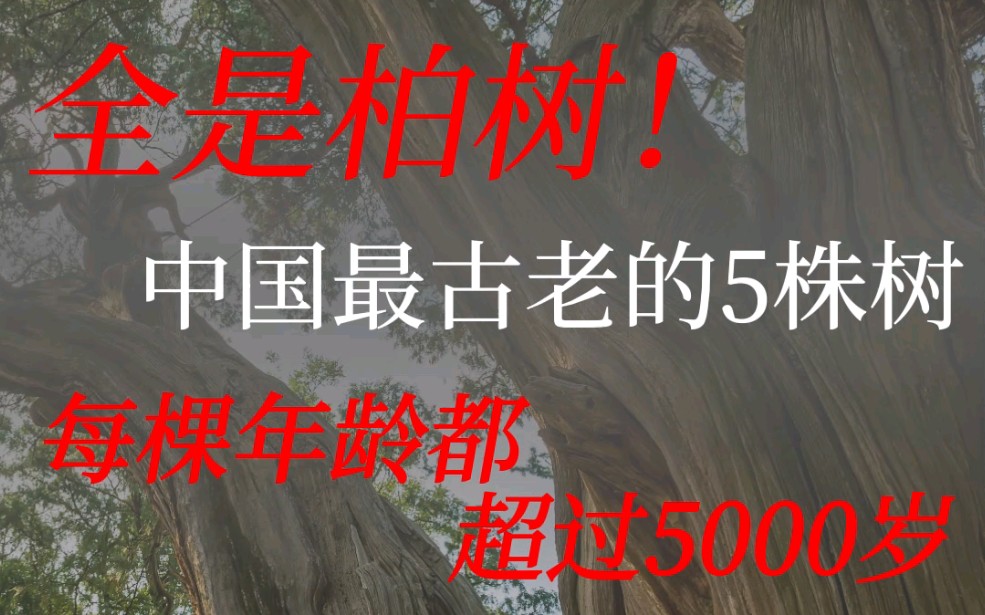 全是柏树,中国最古老的5棵树,每棵年龄都超过5000年哔哩哔哩bilibili