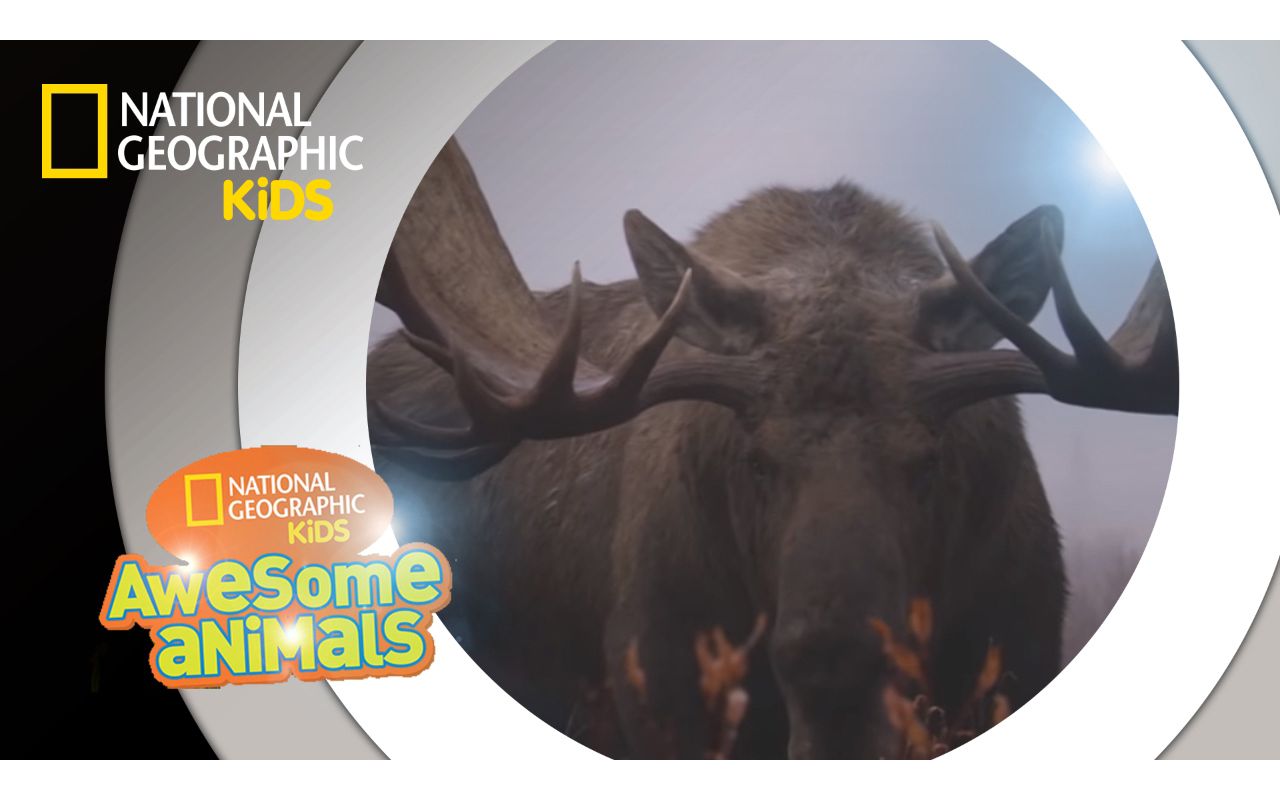 [图]Moose Mayhem ｜ Awesome Animals