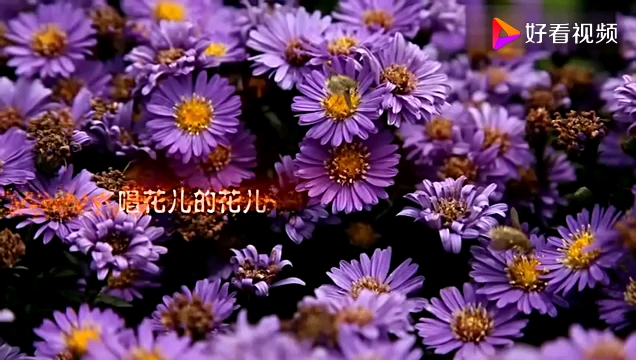 [图]《唱花儿的花儿》MV留档