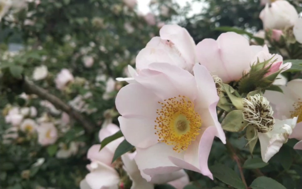 满山遍野的刺梨花.