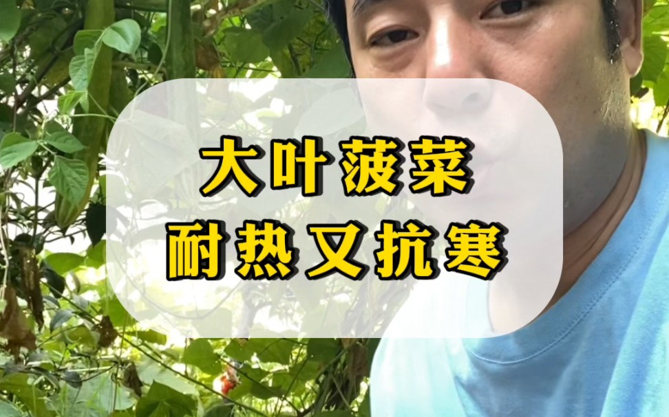 大叶菠菜,耐热又抗寒,种一次吃半年.哔哩哔哩bilibili