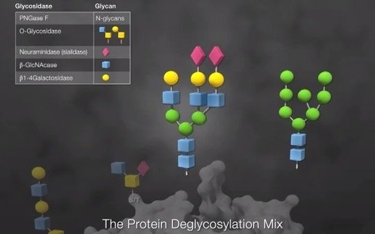 糖生物学概述(视频中文翻译,请点击右侧箭头)哔哩哔哩bilibili