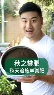 Download Video: 内蒙古羊粪福利来啦！养花种菜都用得上，现在刚好追秋肥#肥料 #羊粪#园艺