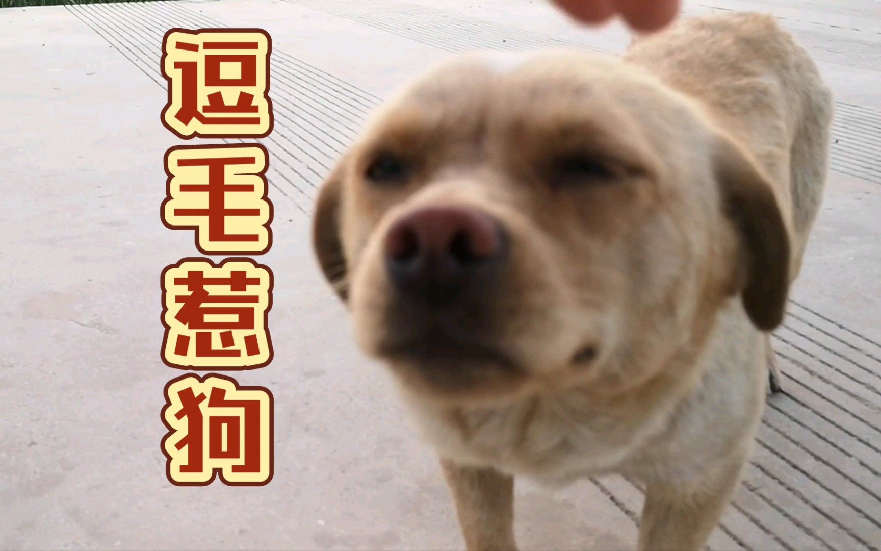 [图]《田园犬图鉴》，又名《我在村里逗毛惹狗的日子》