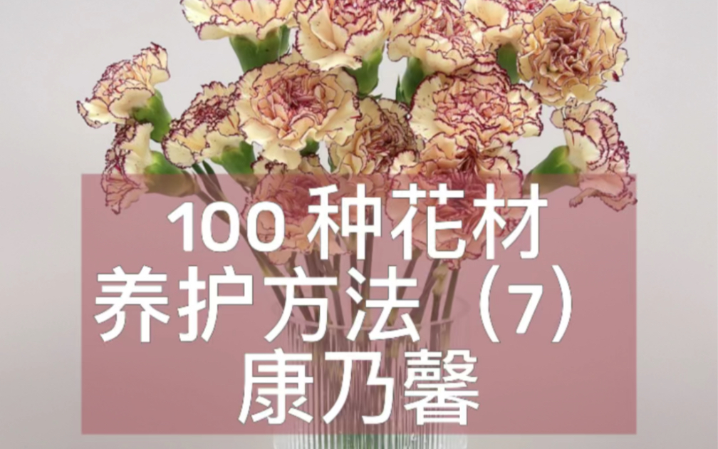 100种花材养护方法(7)康乃馨哔哩哔哩bilibili