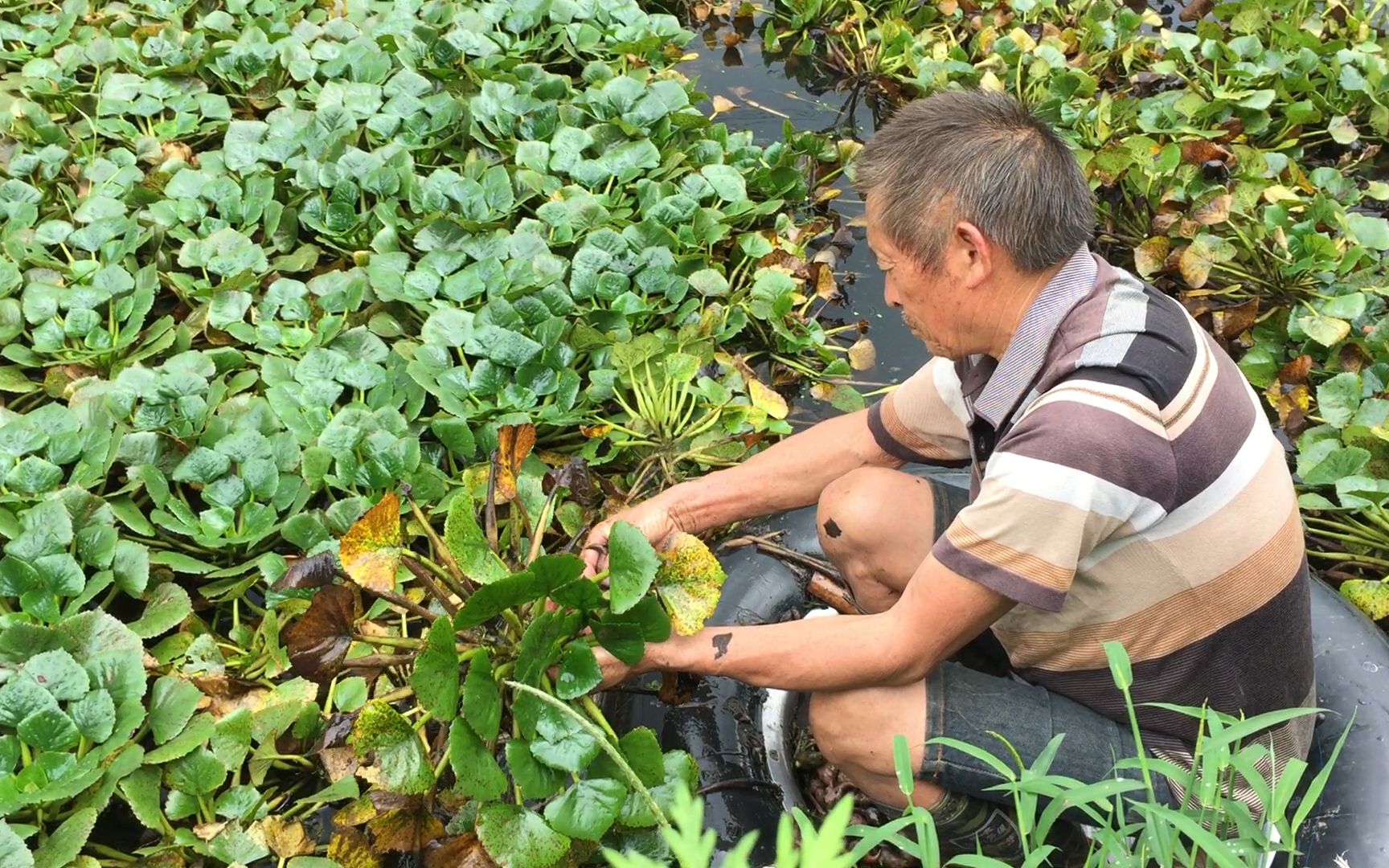 小河沟摘菱角,农村老大爷称60块钱一天请不到人,一般人不敢摘!哔哩哔哩bilibili