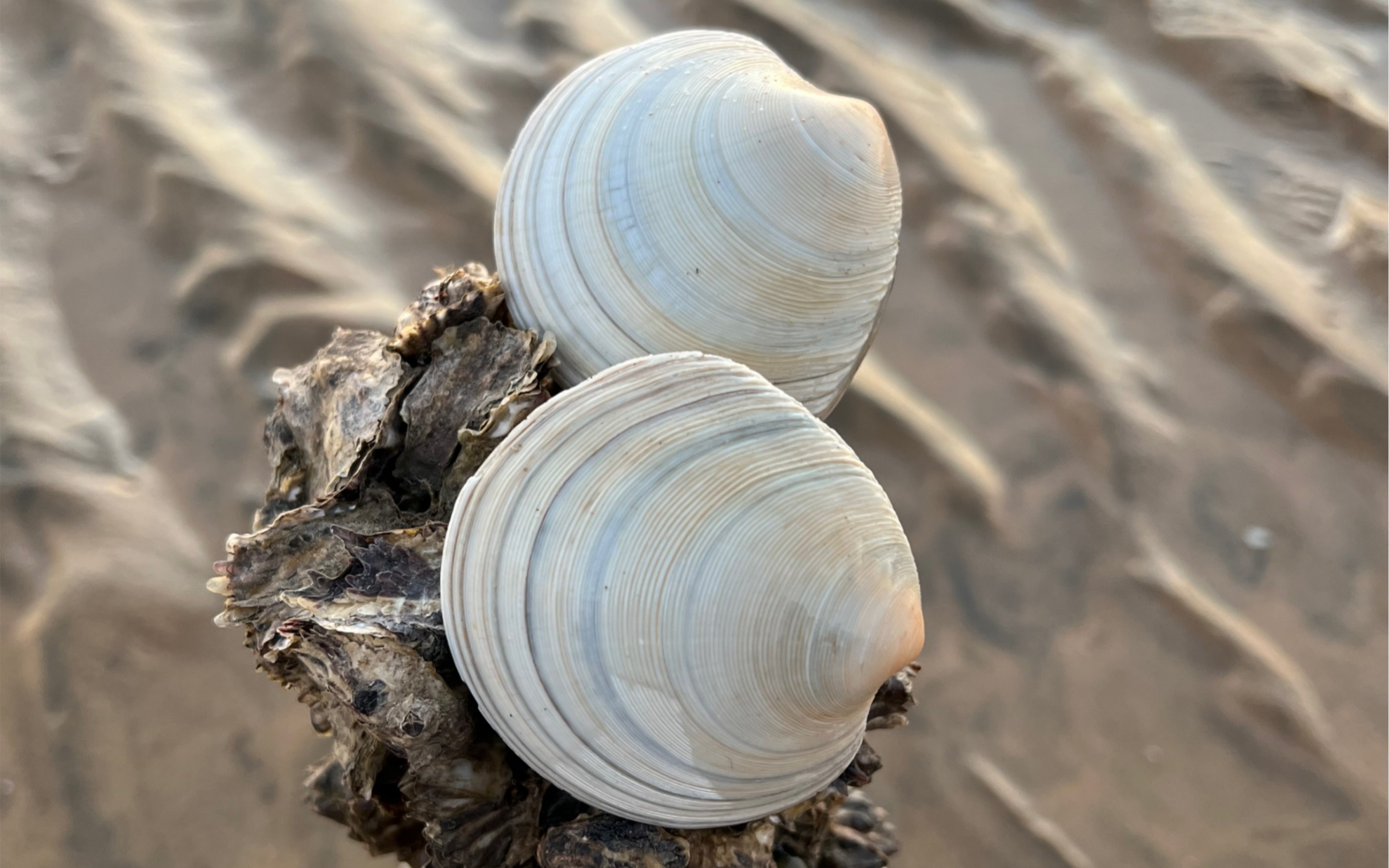 雷子赶海发现一大片竹节蛏的洞,月亮贝被浪冲到沙滩上