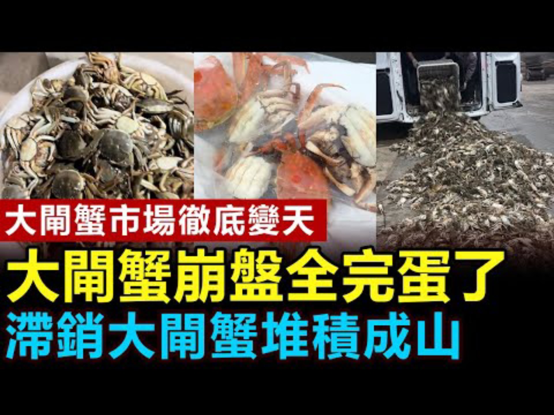 太惨了，大闸蟹崩盘卖不动，滞销的大闸蟹堆积成山，价格跌成白菜价，螃蟹市场全瘫痪，养殖户商贩一片哀嚎