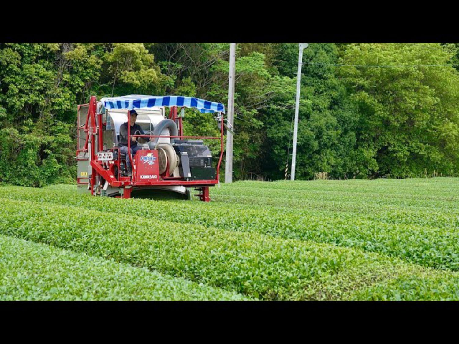 令人惊讶的日本茶制造珍珠到达茶叶或茶杯的秘密是什么?哔哩哔哩bilibili