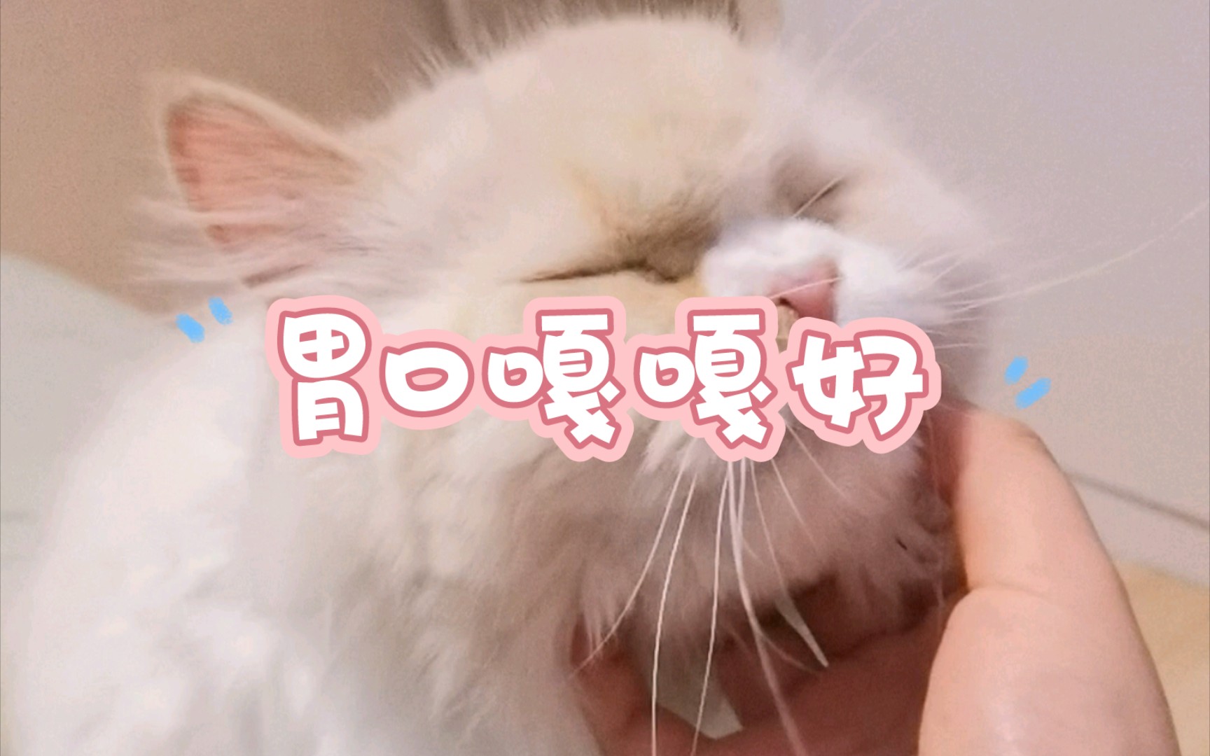 猫猫胃口好,身体倍儿棒!