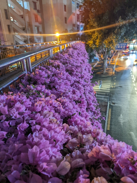 小米10pro谷歌相机样张