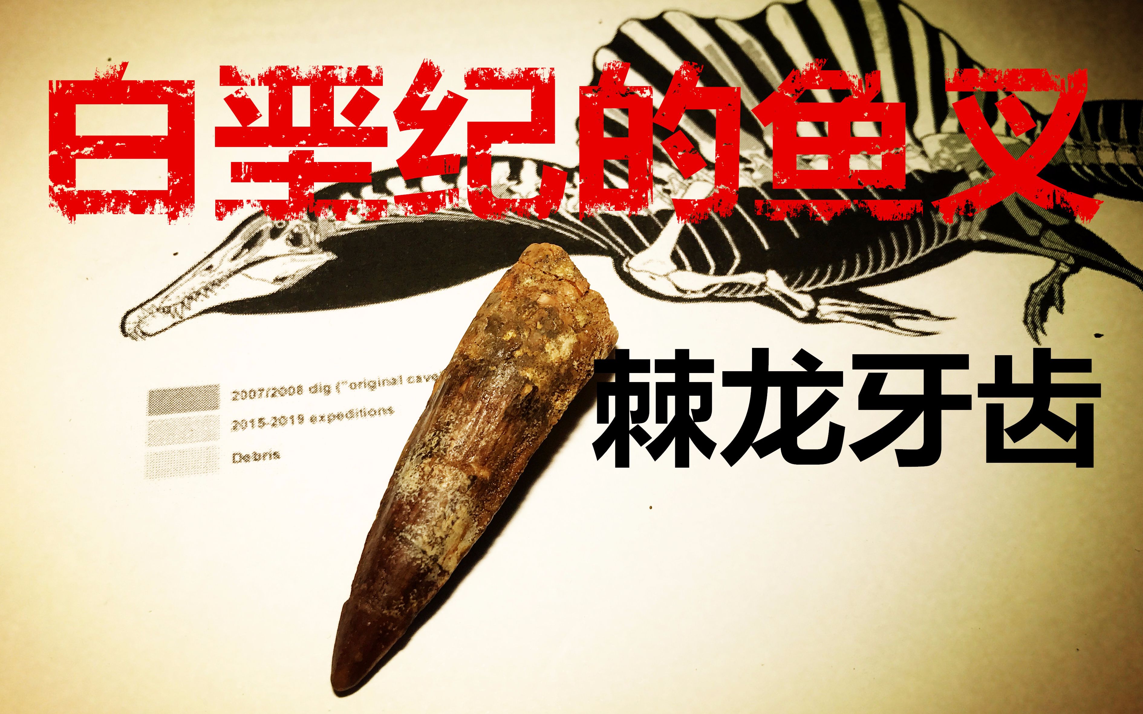 白垩纪的鱼叉——棘龙牙齿_哔哩哔哩 (゜-゜)つロ 干杯~-bilibili