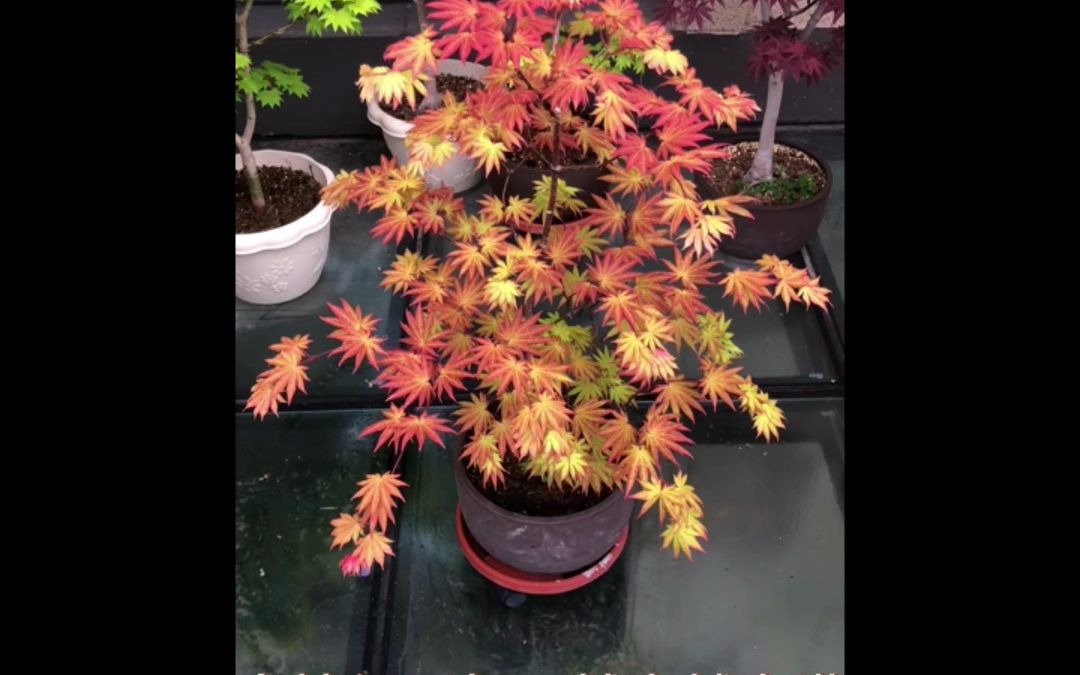 枫树修剪案例 . 秋月