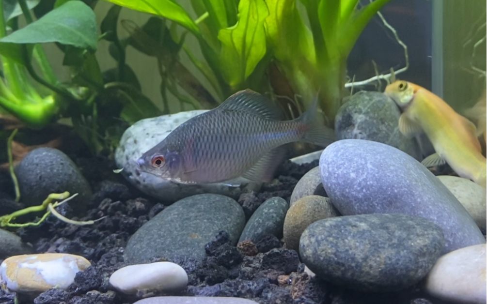 快乐鱼鱼竖屏原声