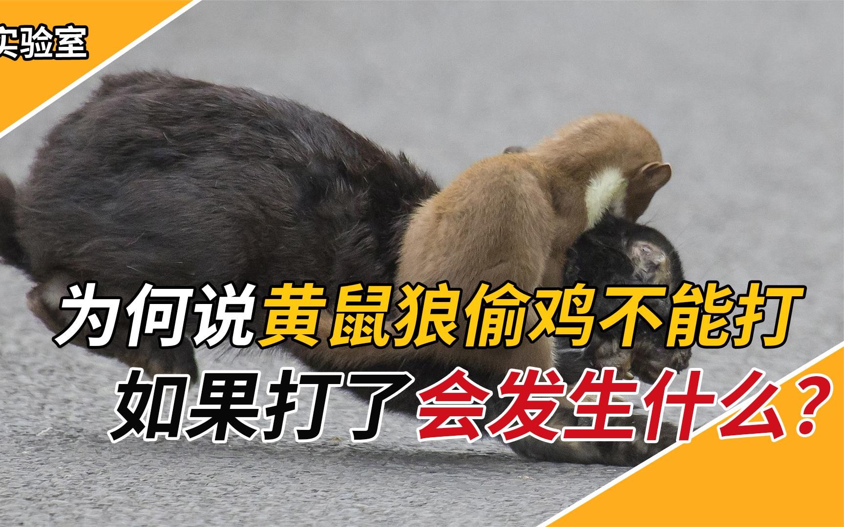 为何说偷鸡的黄鼠狼不能打,它究竟有何特别?连专家都不让碰它