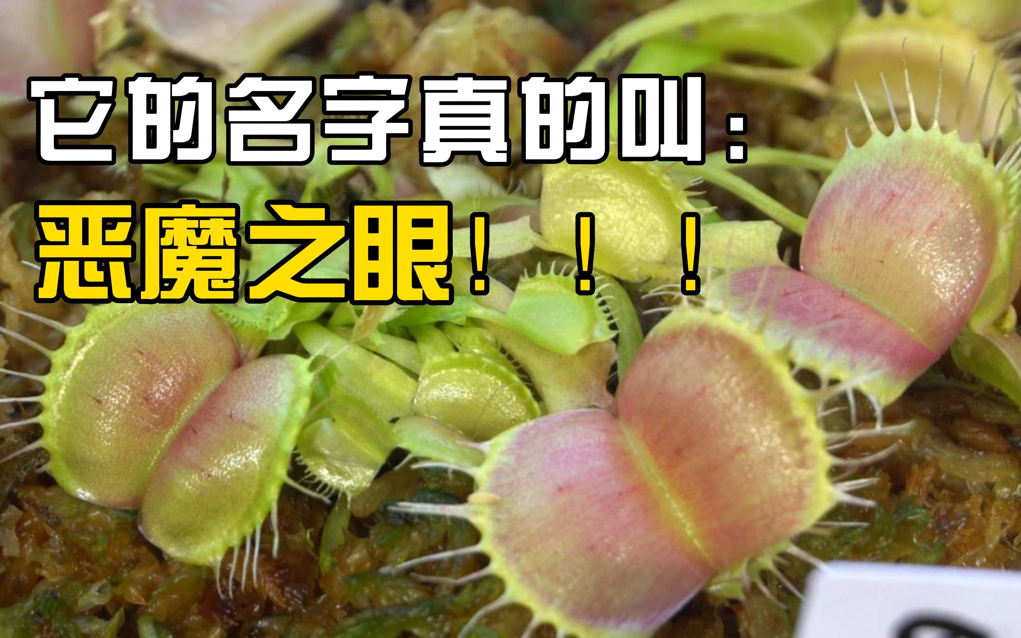 我养的奇特植物之捕蝇草:它的名字真的叫恶魔之眼!!!哔哩哔哩bilibili