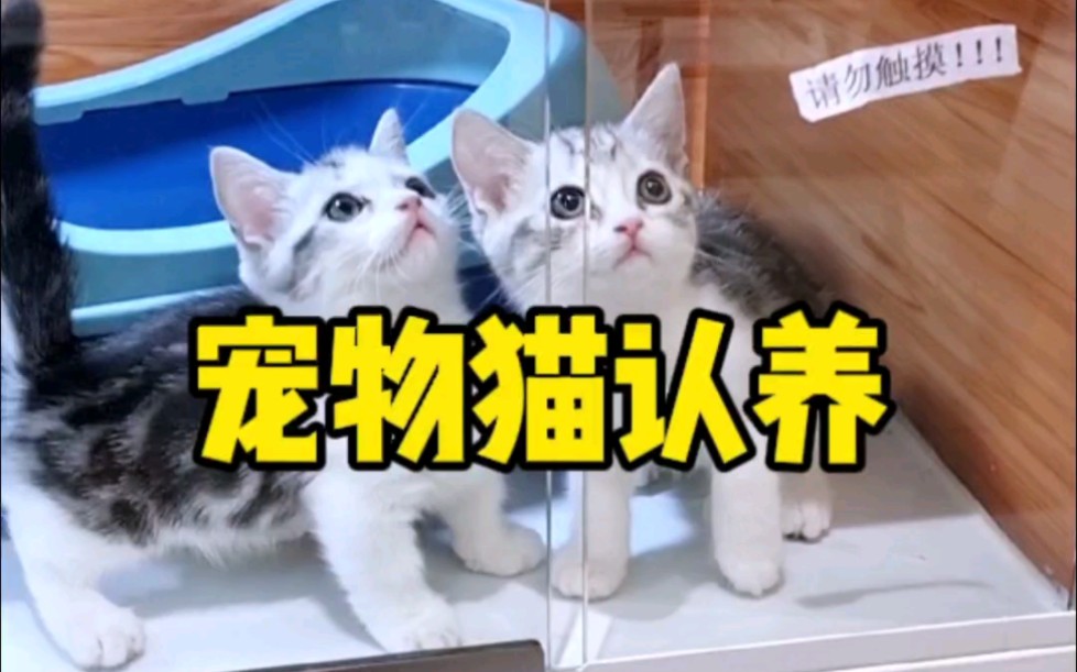 杭州幺社靠谱宠物店猫舍买猫推荐新手养猫哔哩哔哩bilibili