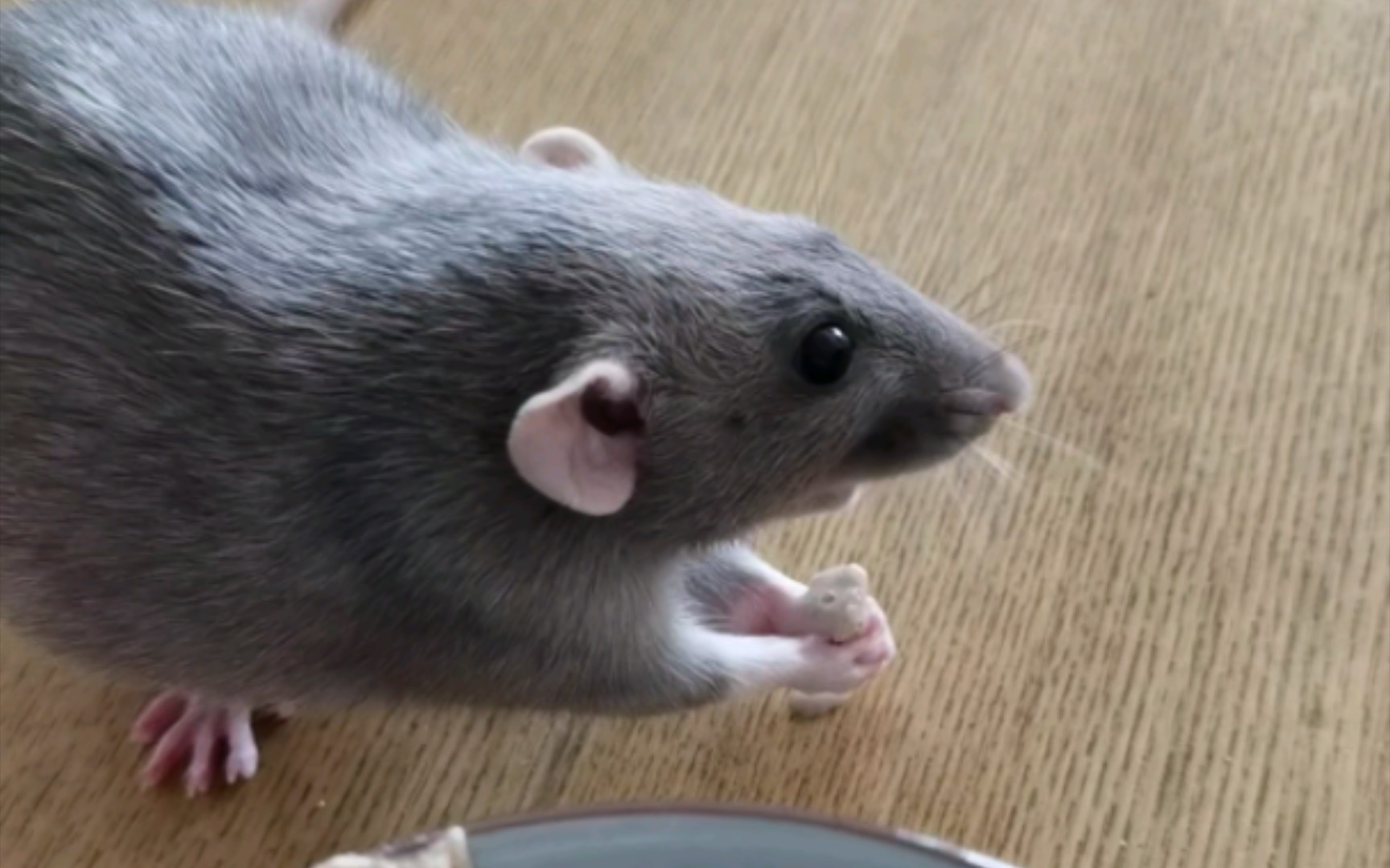 【花枝鼠阿离】鼠鼠一口我一口