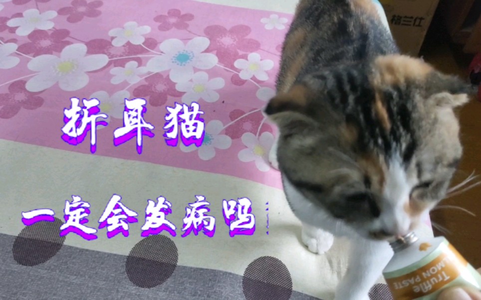 折耳猫都会发病吗?知道养折耳猫的注意事项和护理知识提前预防哔哩哔哩bilibili