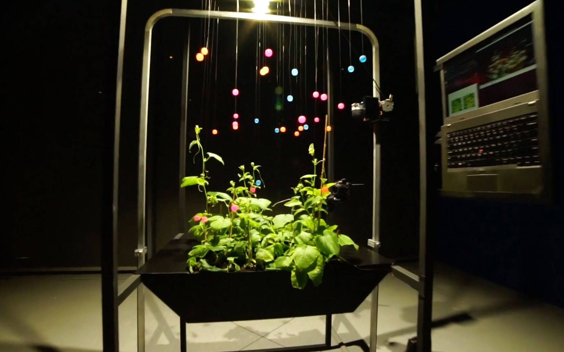 【生物艺术】1080p 生肉 黄瓜植物装置 s08pela petric08 - 2014