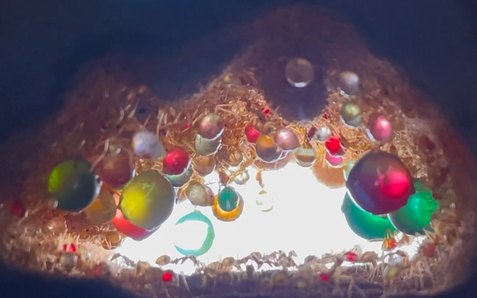 超美墨西哥蜜罐蚁