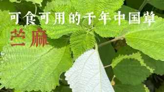 嫩叶可解饥饿老叶可解内急的千年中国草苎麻还有哪些用途？