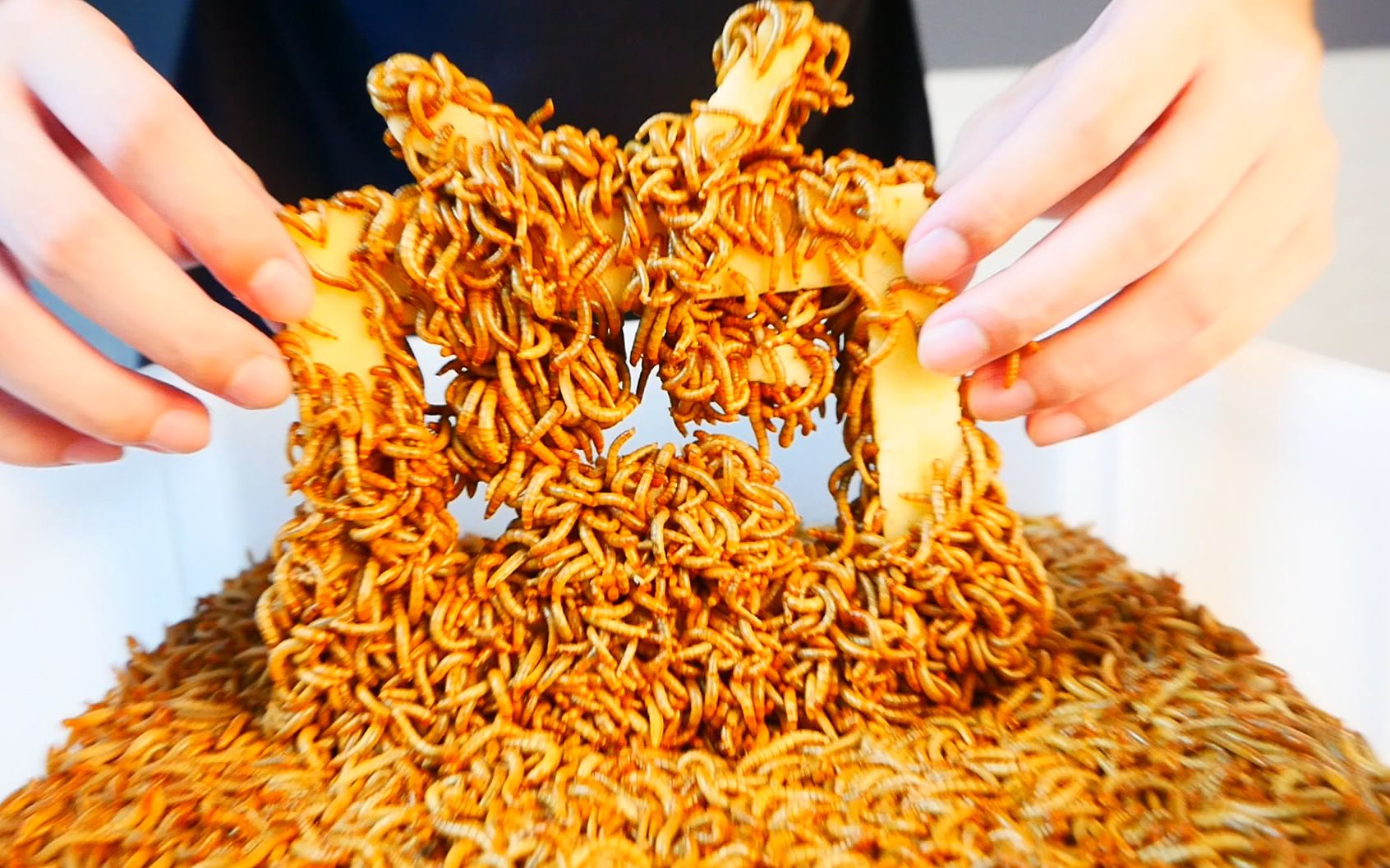 bilibilivs1万条面包虫这视频过审我吃面包虫