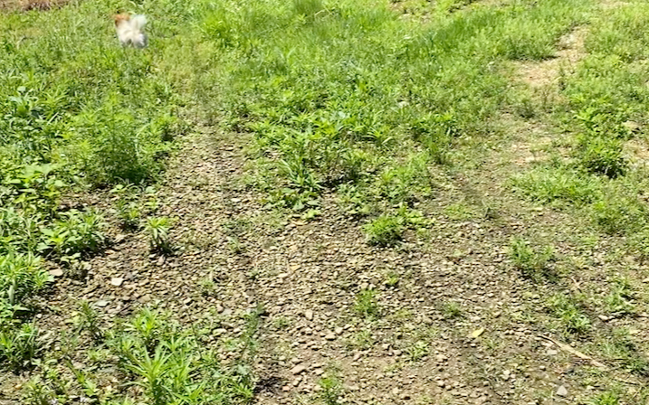 鸡了狗子的植物图片图片