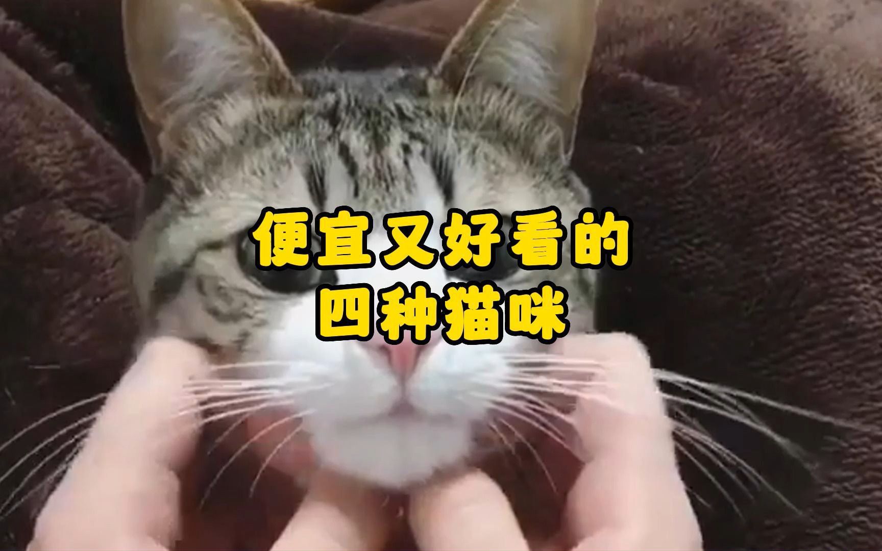 便宜又好看的四种猫咪,看看你会喜欢哪一个?哔哩哔哩bilibili