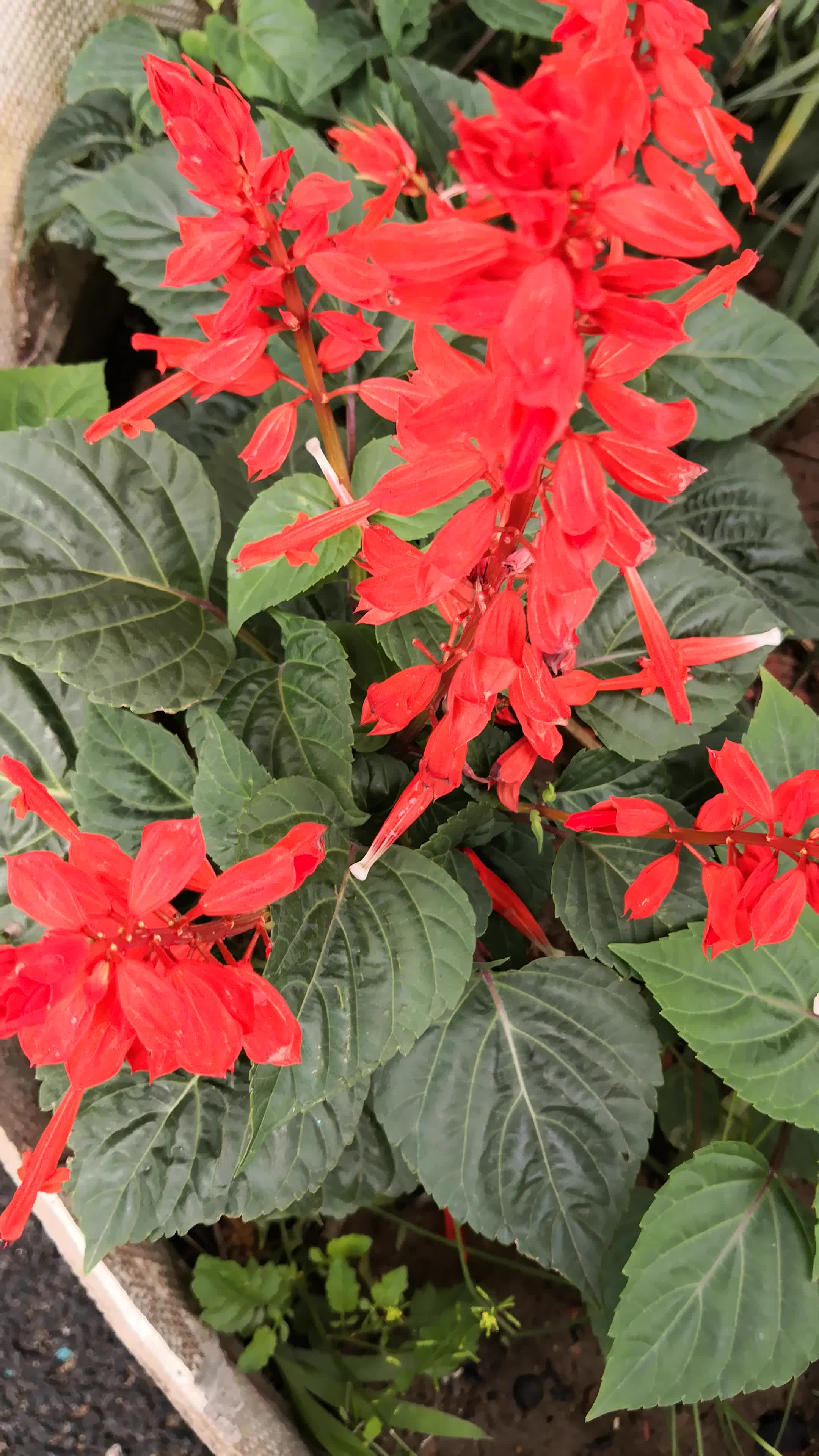 活动作品串儿红庭院深深花满园幸福美好小日子