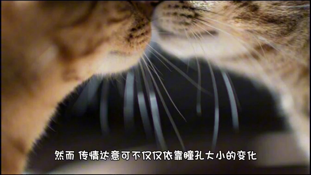 猫的肢体语言——眼睛哔哩哔哩bilibili