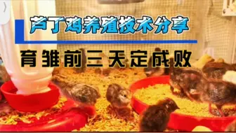 芦丁鸡育雏前三天温度难掌握，成活率低，一个纸盒解决大问题
