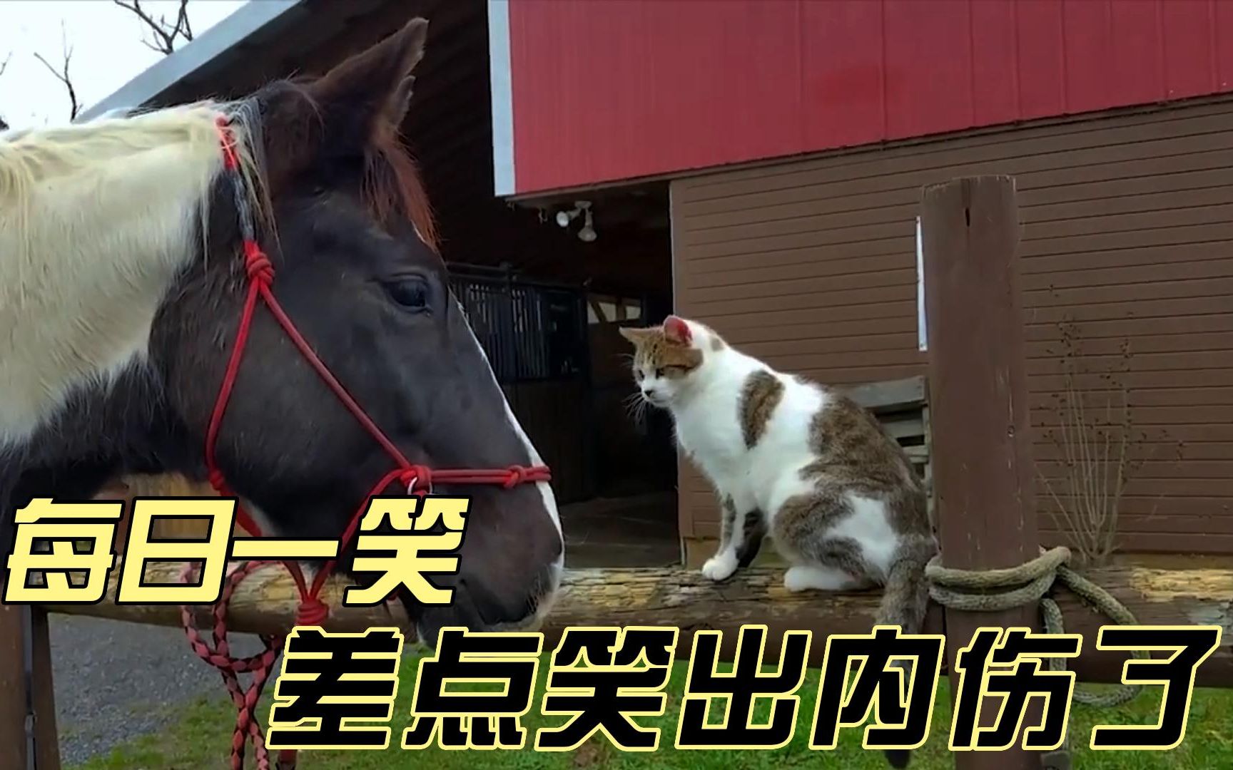 每日一笑:歪果仁爆笑日常,一个比一个搞笑,差点笑出内伤来