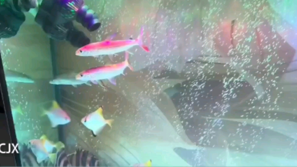 猛鱼,印尼虎,黄鳍鲳混养