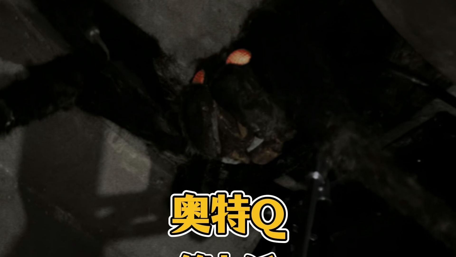 震惊!野外迷雾洋馆中竟藏有吃人巨型蜘蛛