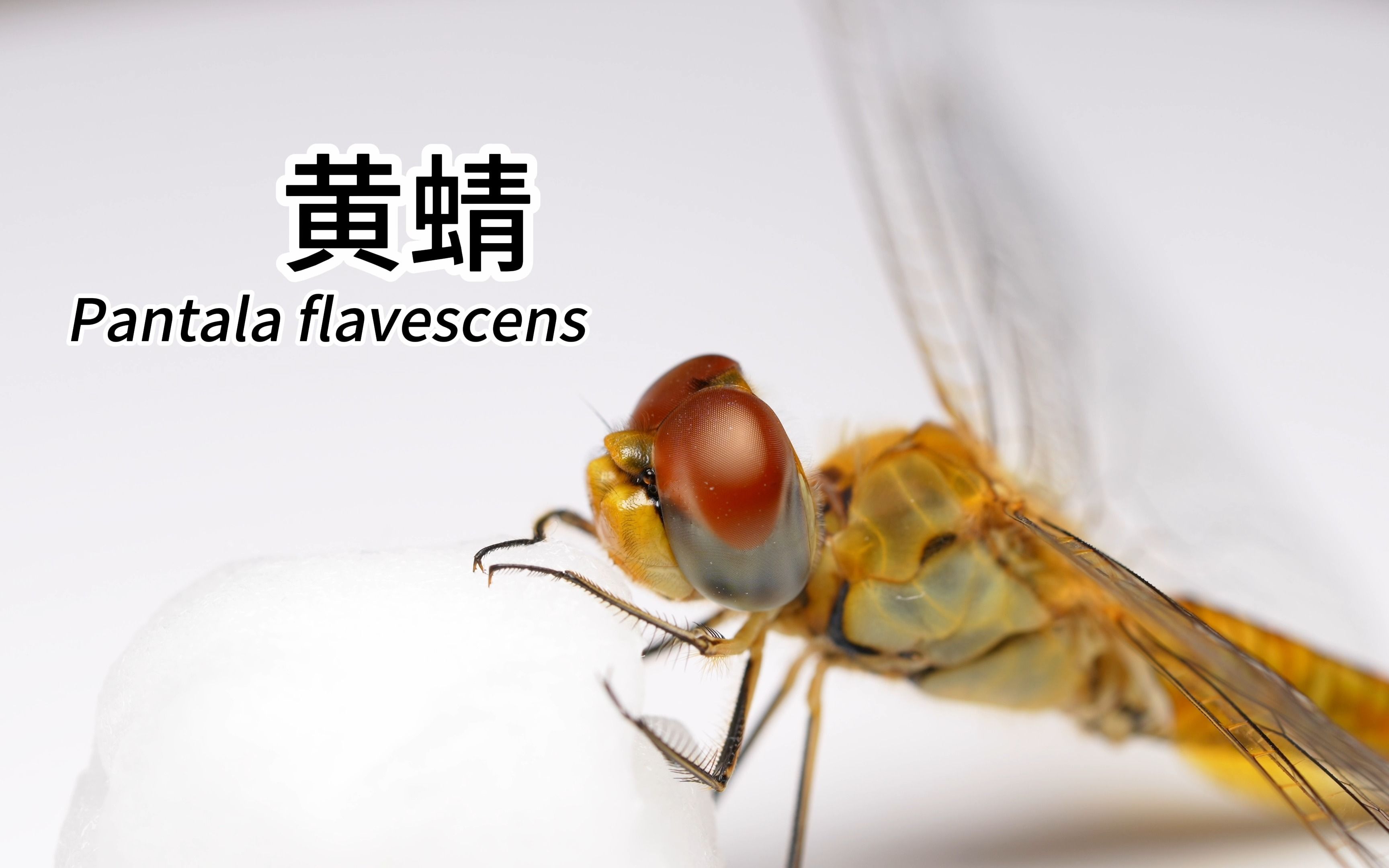 [4K]黄蜻 Pantala flavescens哔哩哔哩bilibili