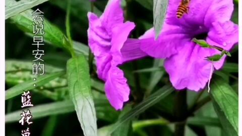 会说早安的蓝花草 哔哩哔哩