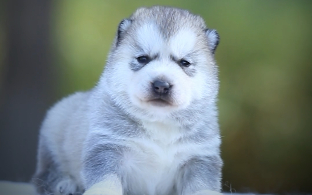 哈士奇冠军宝宝的旷世容颜你见过吗?