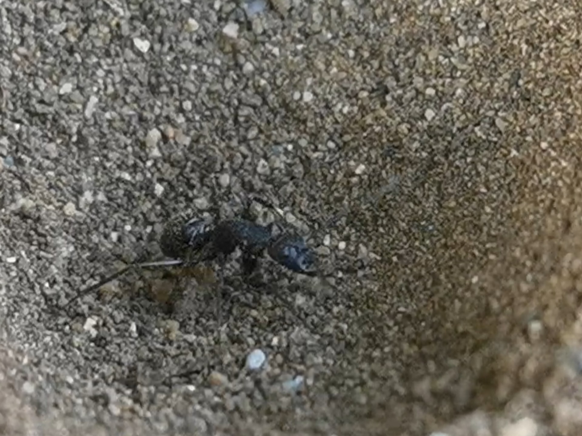 蚁狮(蚁蛉幼虫)捕食日本弓背蚁