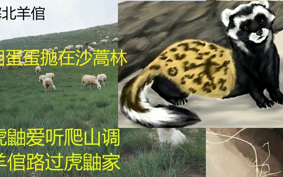 [图]虎鼬爱听爬山调