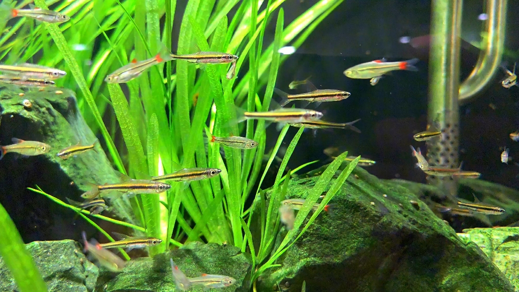 细身波鱼(rasbora gracilis )商品名:黑金线铅笔