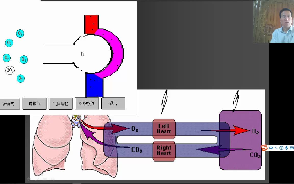 呼吸呼吸概述哔哩哔哩bilibili