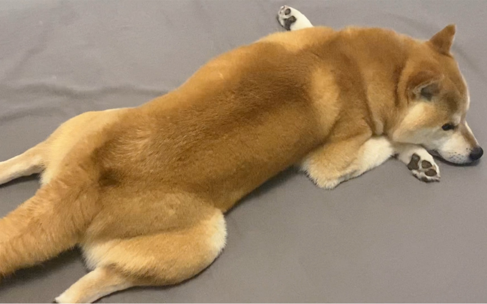 一只板鸭趴的摆烂小狗