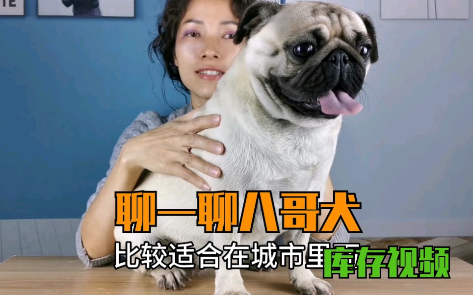 八哥犬打呼放屁,老板娘带你们了解一下八哥犬和沙皮犬有什么不同哔哩哔哩bilibili