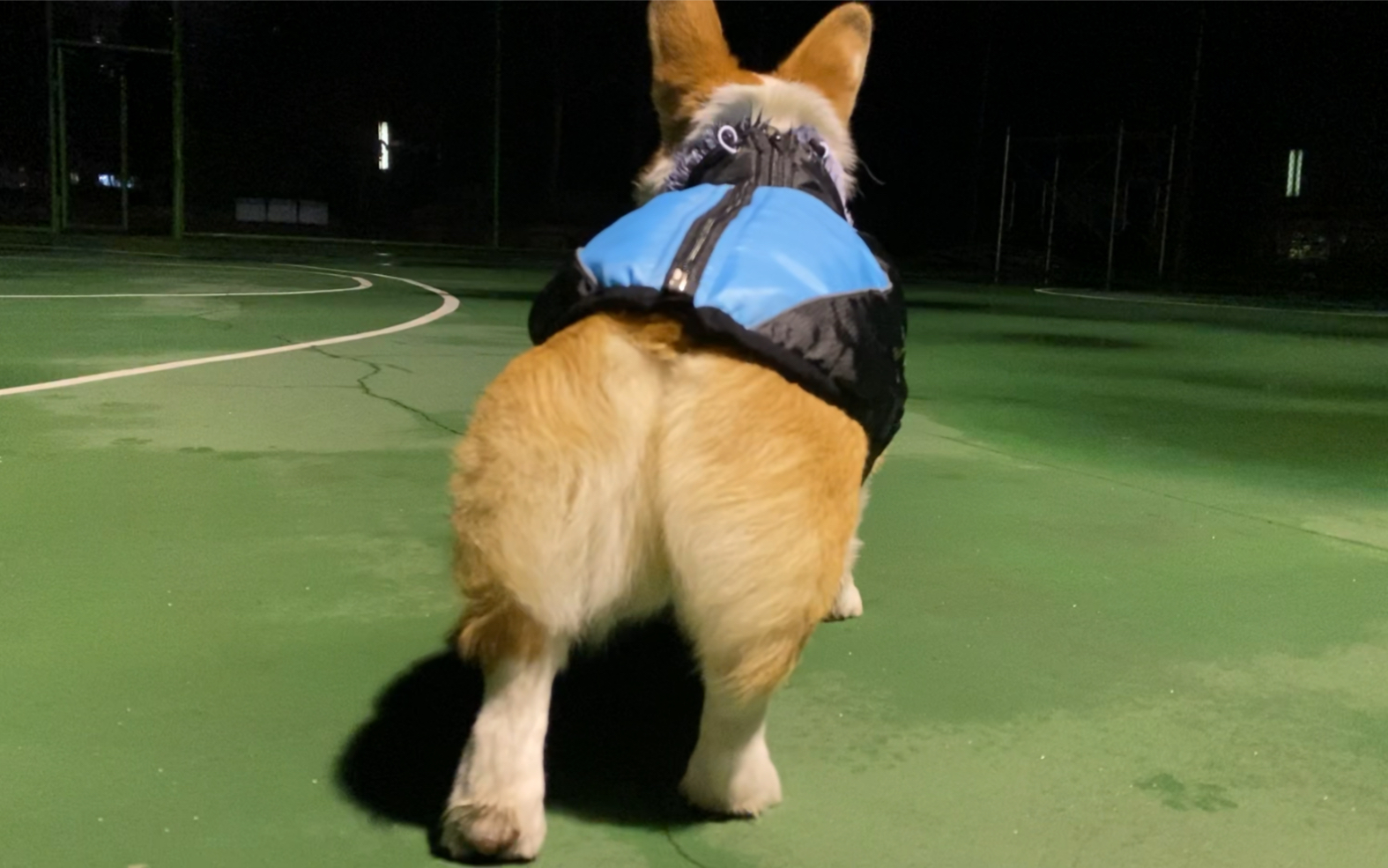 【柯基】一个狗的篮球场