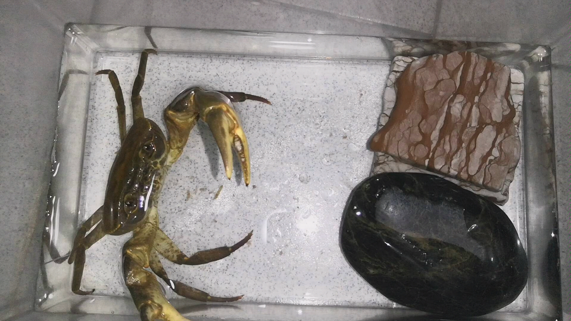 非仿溪蟹捕食中仿相手蟹