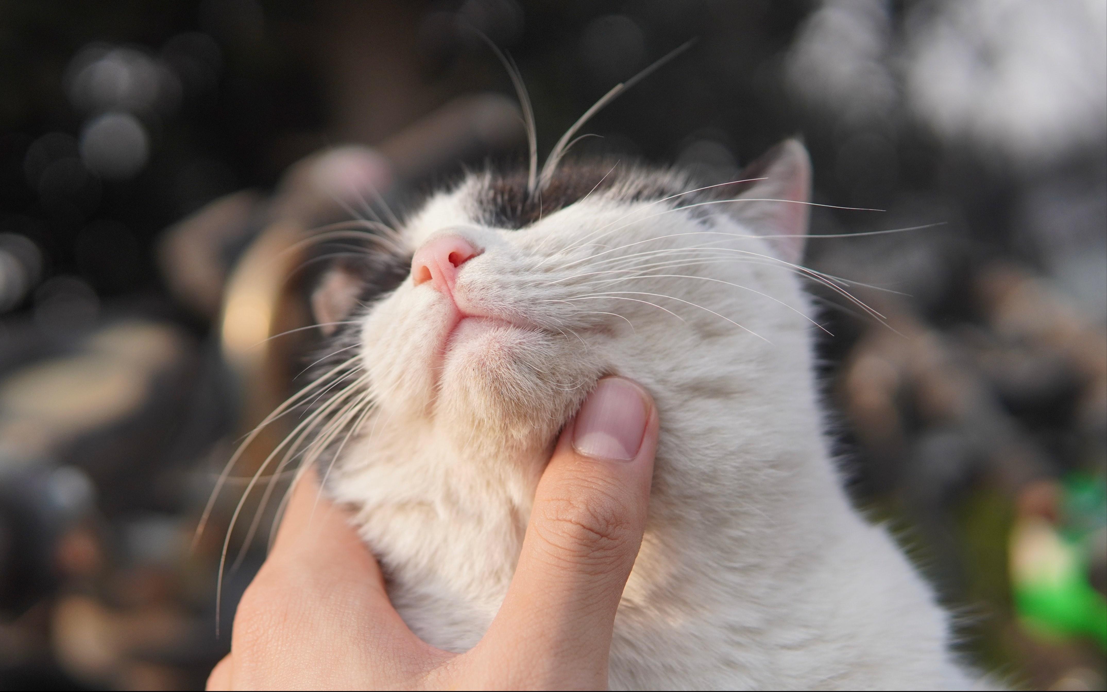 要扼住命运的喉咙 a6400 适马30