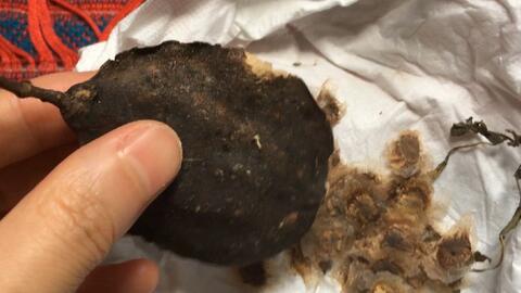 给大家看看蓝花楹的花朵和种子长啥样 花朵p1 种子p2 哔哩哔哩