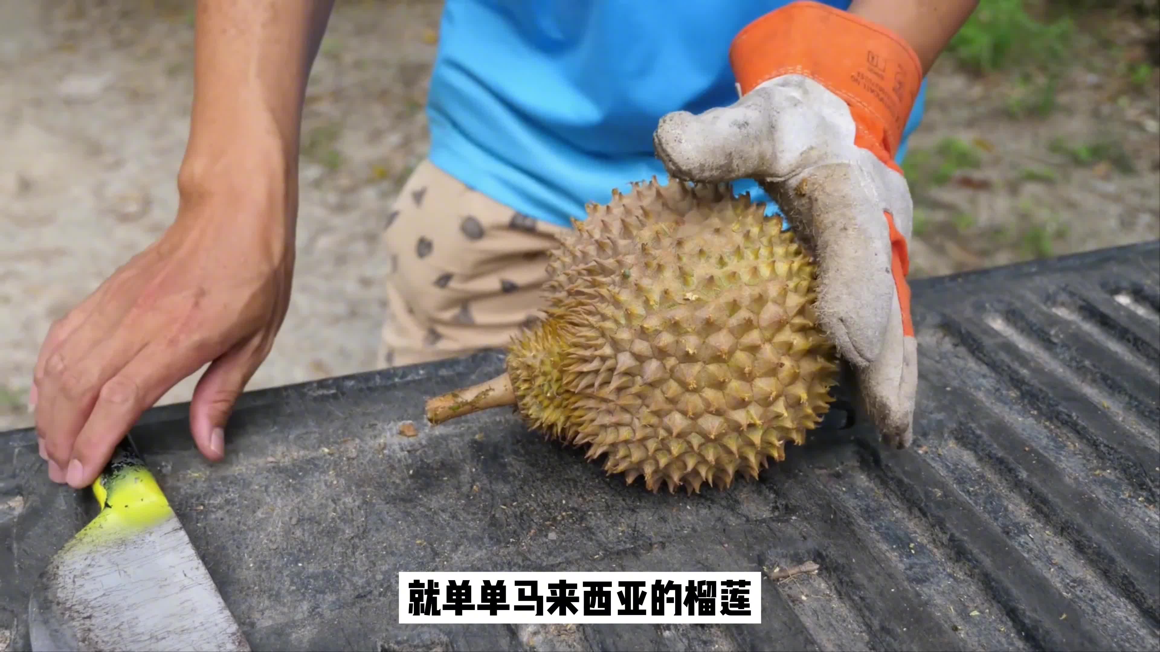 种植榴莲树,嫁接苗和种子苗结出来的果实,会有什么不同吗?哔哩哔哩bilibili