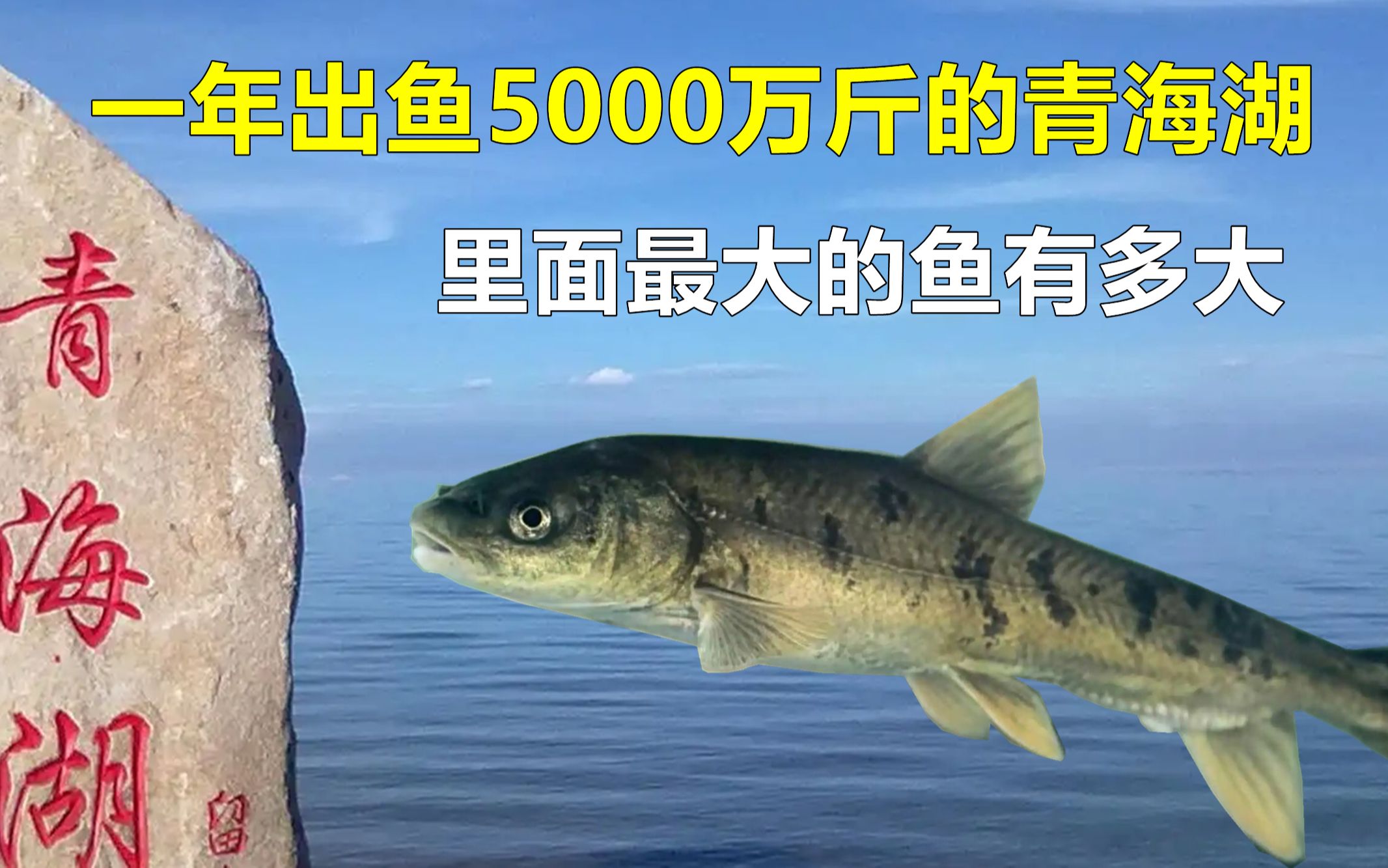 [图]一年出鱼5000万斤，禁渔10年的青海湖，里面最大的鱼有多大？